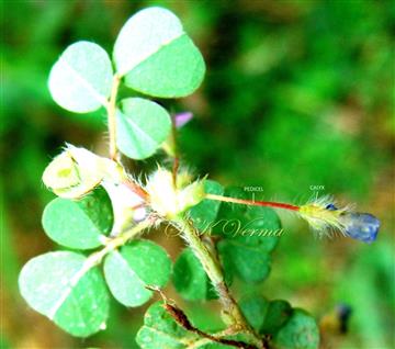  Flower with pedicel- see villous calyx
